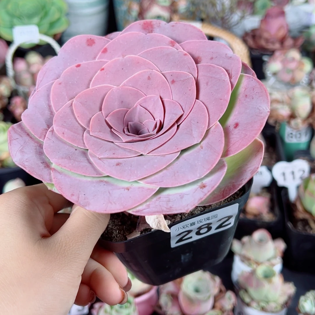 282紫玫瑰十三公分带侧芽。