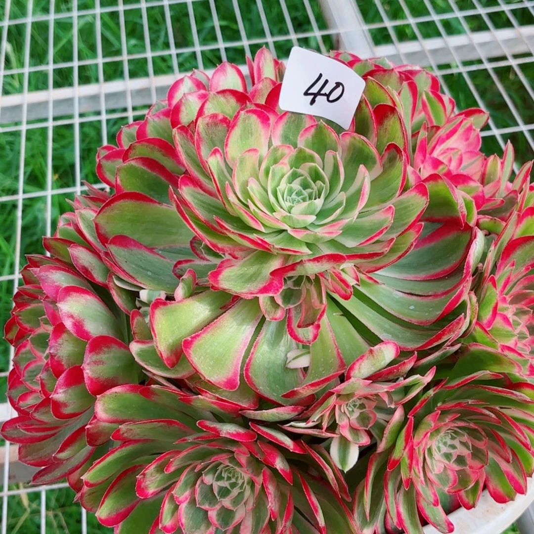 一物一拍多肉法师40