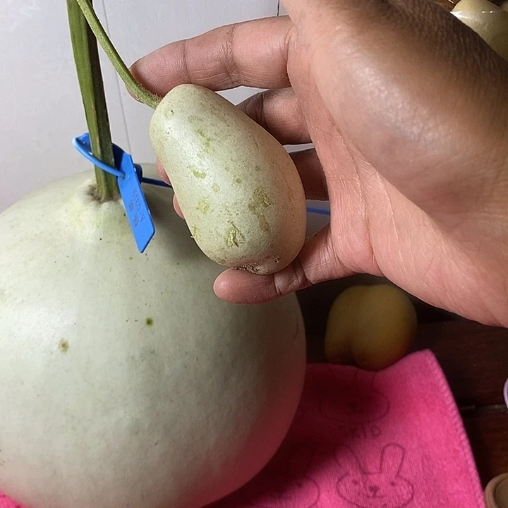 蒋***呀青皮手把件葫芦摆件