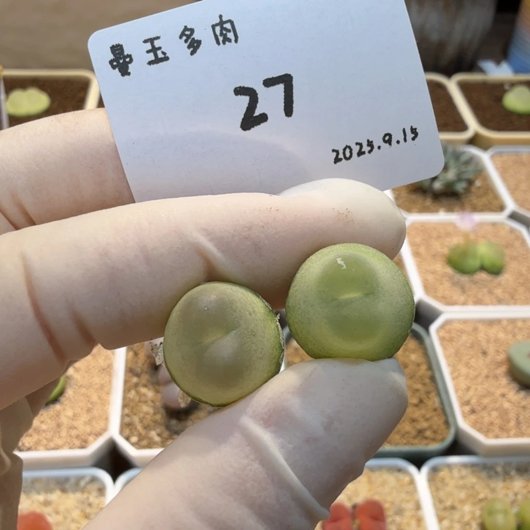 多肉多肉多肉9.15-027