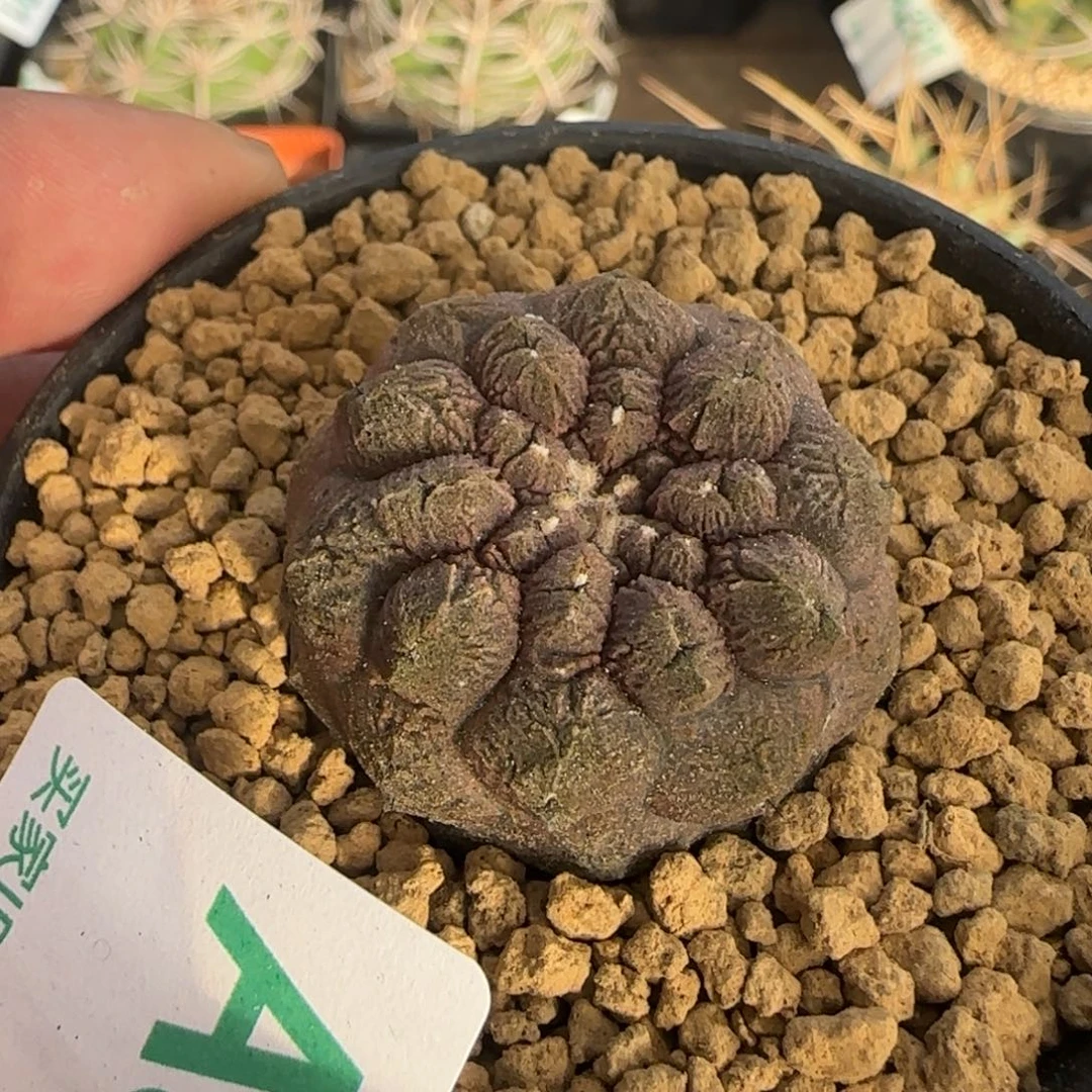 蜥蜴皮 实生仙人球