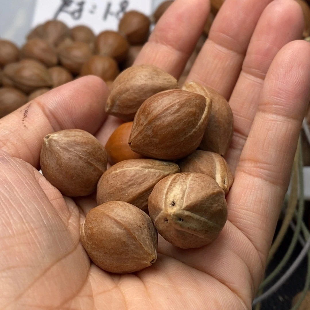 ****宾手串/手链橄榄核1