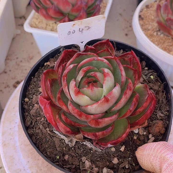 惊鸿仙子多肉植物42