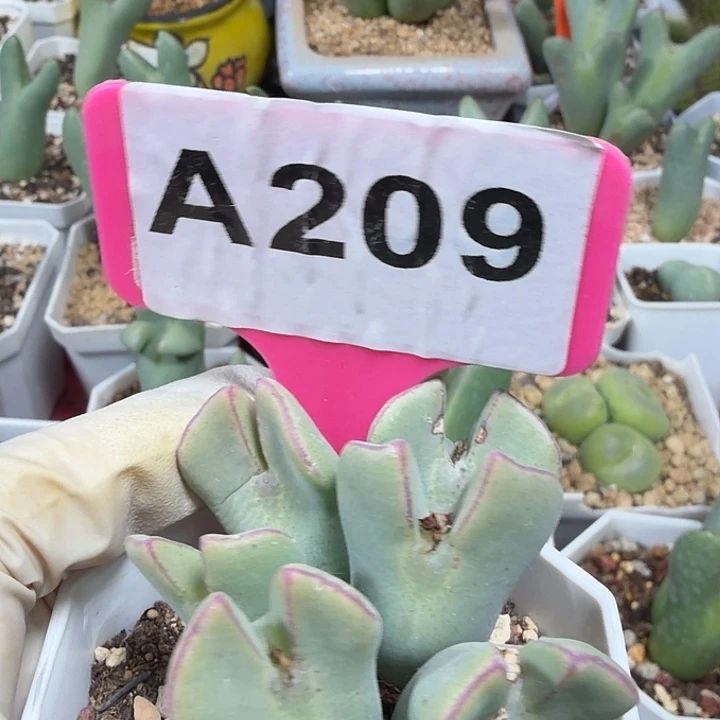 209mmmmmmmmmmmmmm