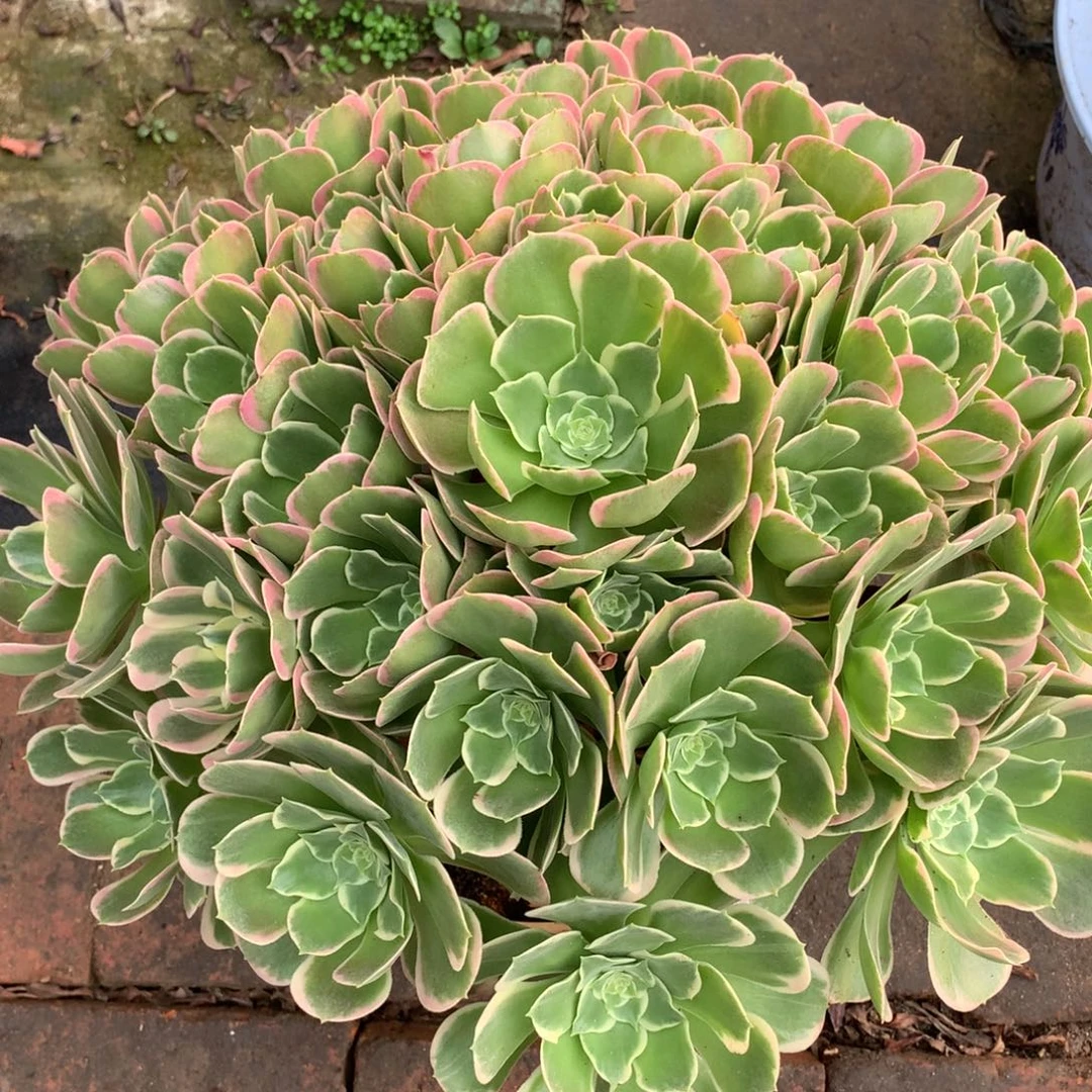 白凤老桩，多肉植物