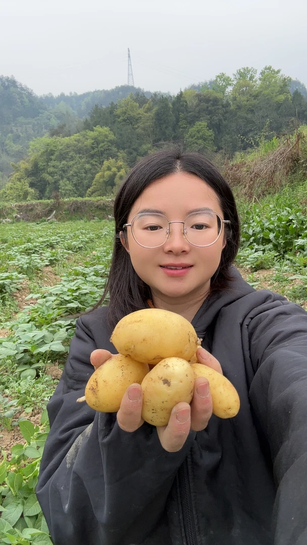 贵州高山黄皮黄心小土豆2025年最新土豆新鲜出炉现挖现发