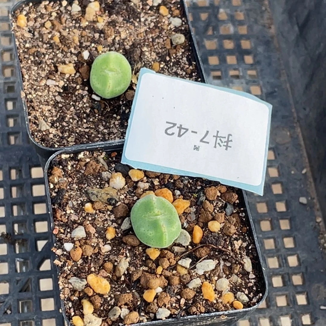 海***子7-42肉锥多肉植物