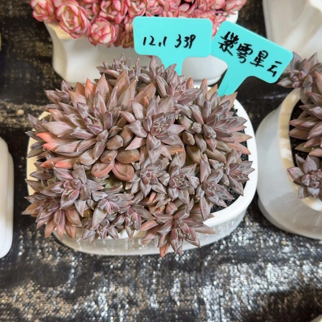 原***呀一物一拍紫雾星云339
