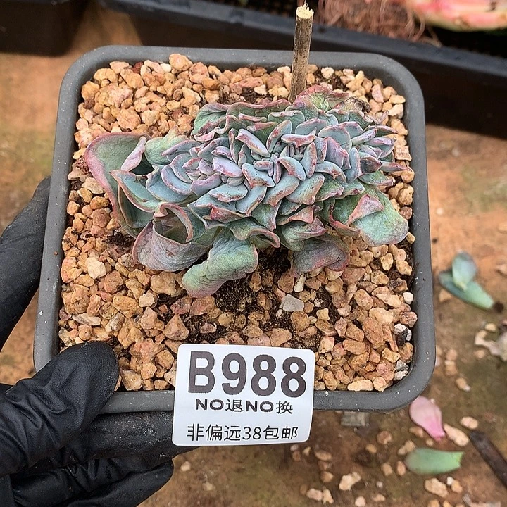 白凤缀化 988 需延迟发货 退单拉黑