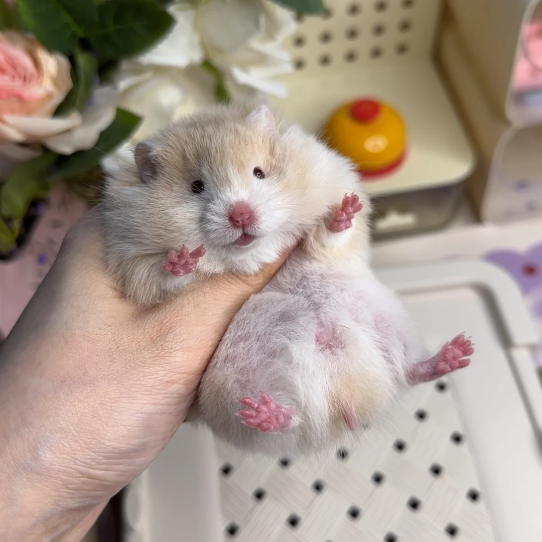 8-10肉桂波妹妹5.8