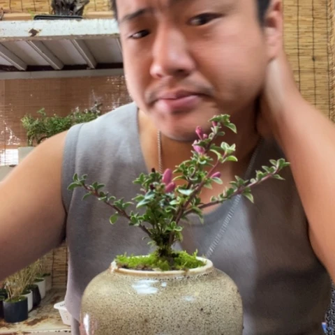 红陶牙*一物一拍所见即所得289