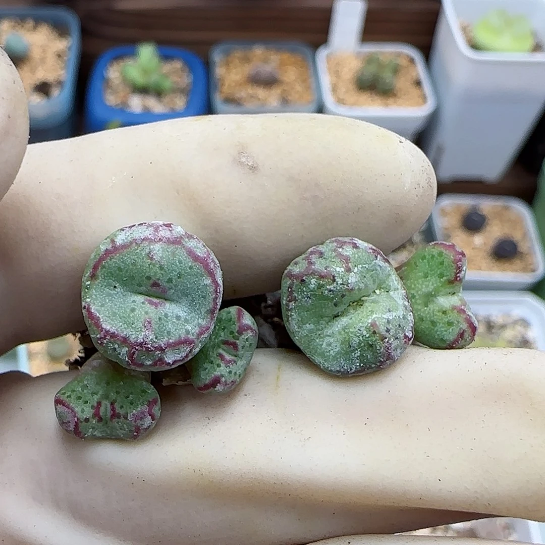 799平头斑马福利