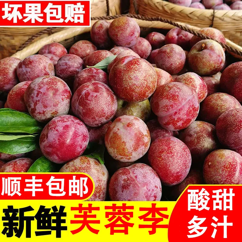 福建武平三华李孕妇水果酸甜可口新鲜现摘东留芙蓉李顺丰包邮