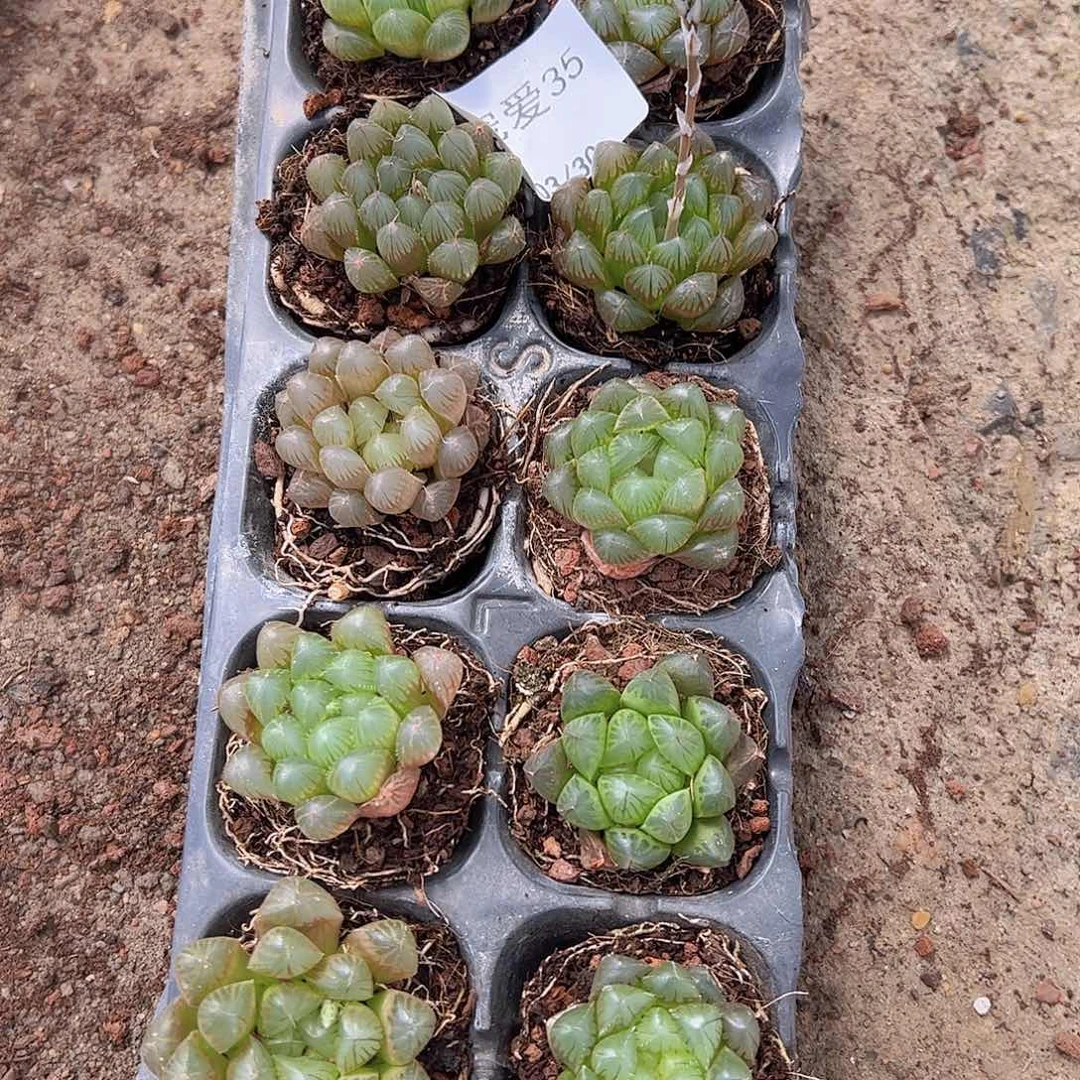 直播一物一拍2-35