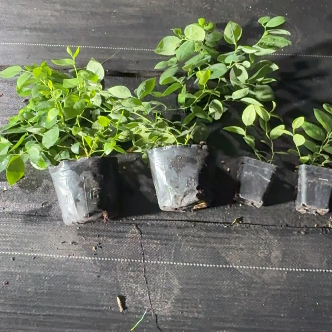 小钵42两颗+小杯F6两颗