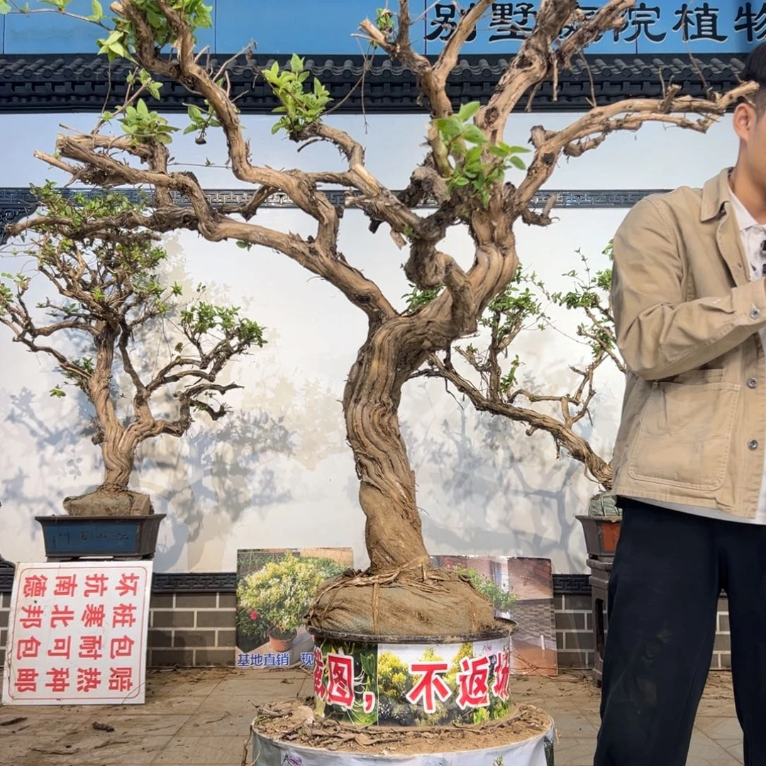 无花朵金银花开花12211455