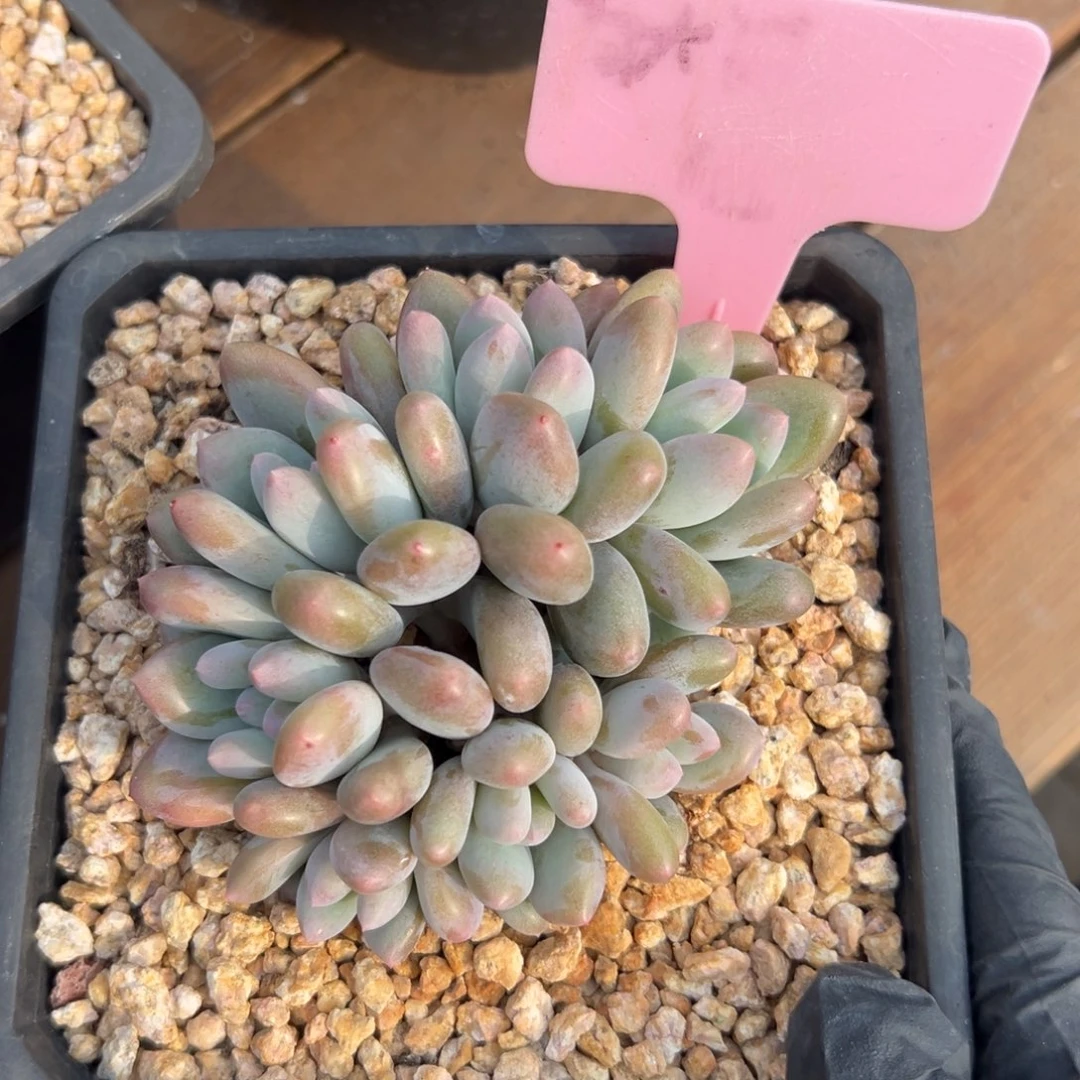 爱德蒙1111111111111111