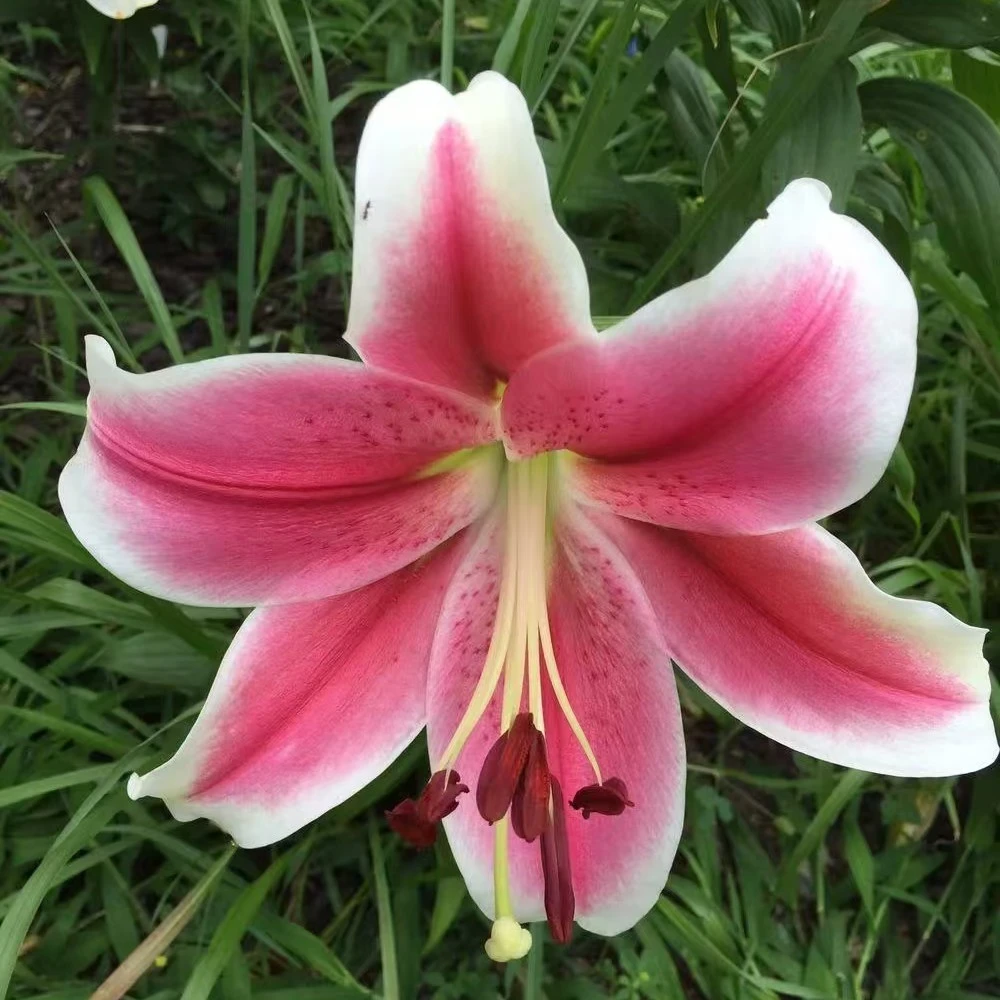 粉钻香水百合 （居家办公优选）《东北基地发货》