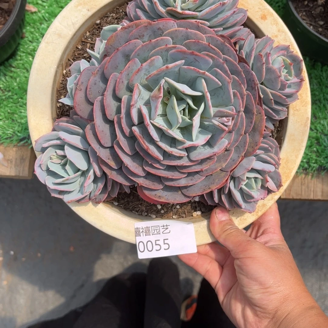 0055蓝粉台阁多肉植物