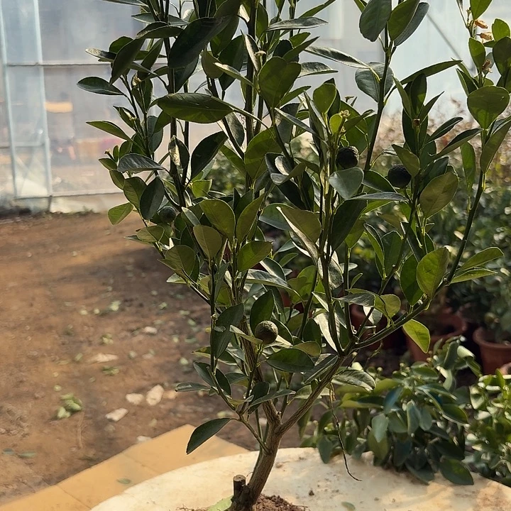 无花朵四季桔一物一拍19.8