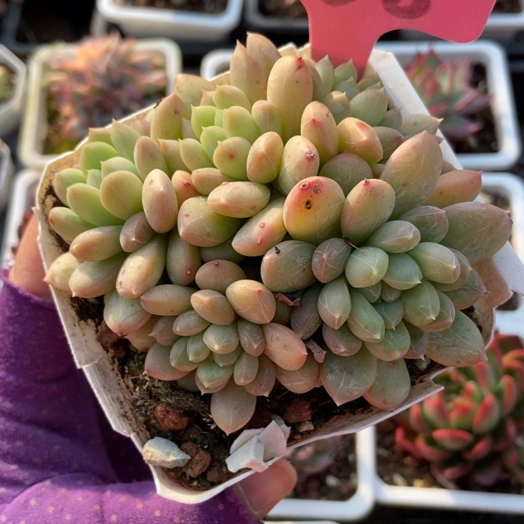 938百搭翡翠多肉植物