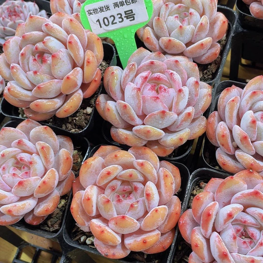 1023号 石榴籽星影单头一个