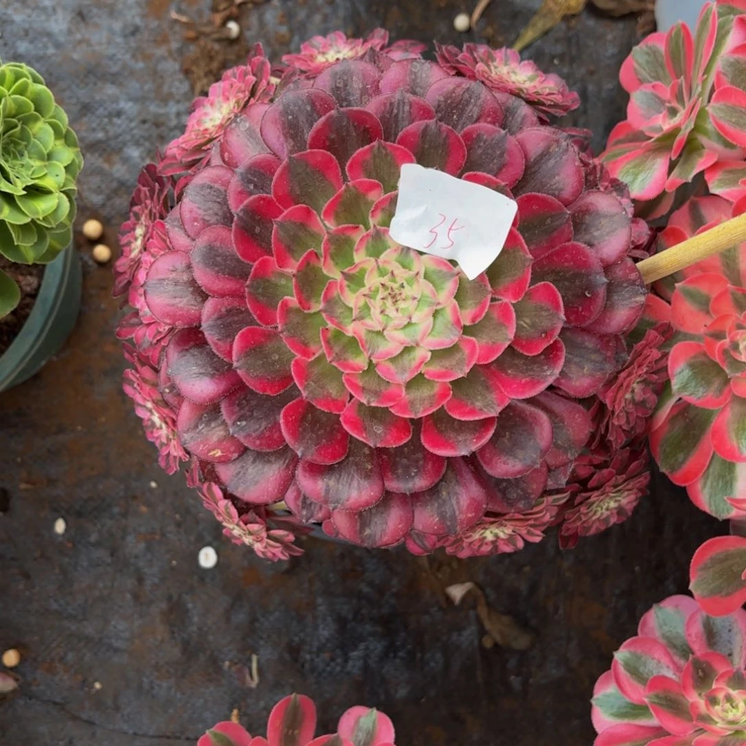 云南红铜牌好看，35号