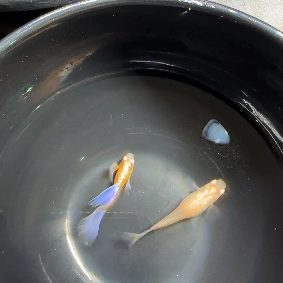 孔雀鱼紫白飞船一对！！