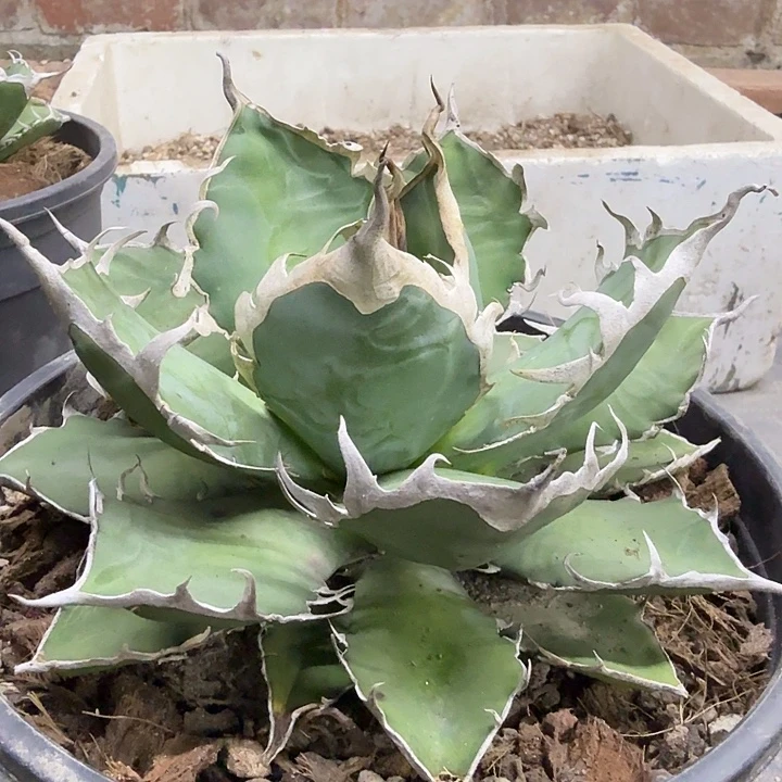 野二140000000000000000