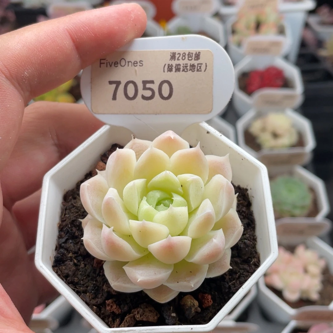 白月影7050-4.5厘米