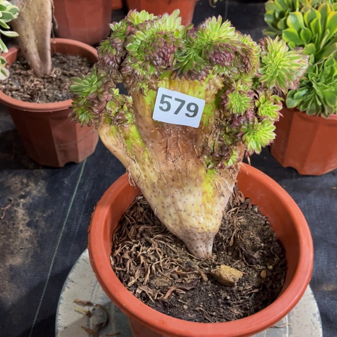 多肉植物满39包邮579红腹轮缀不包损不满39发单头