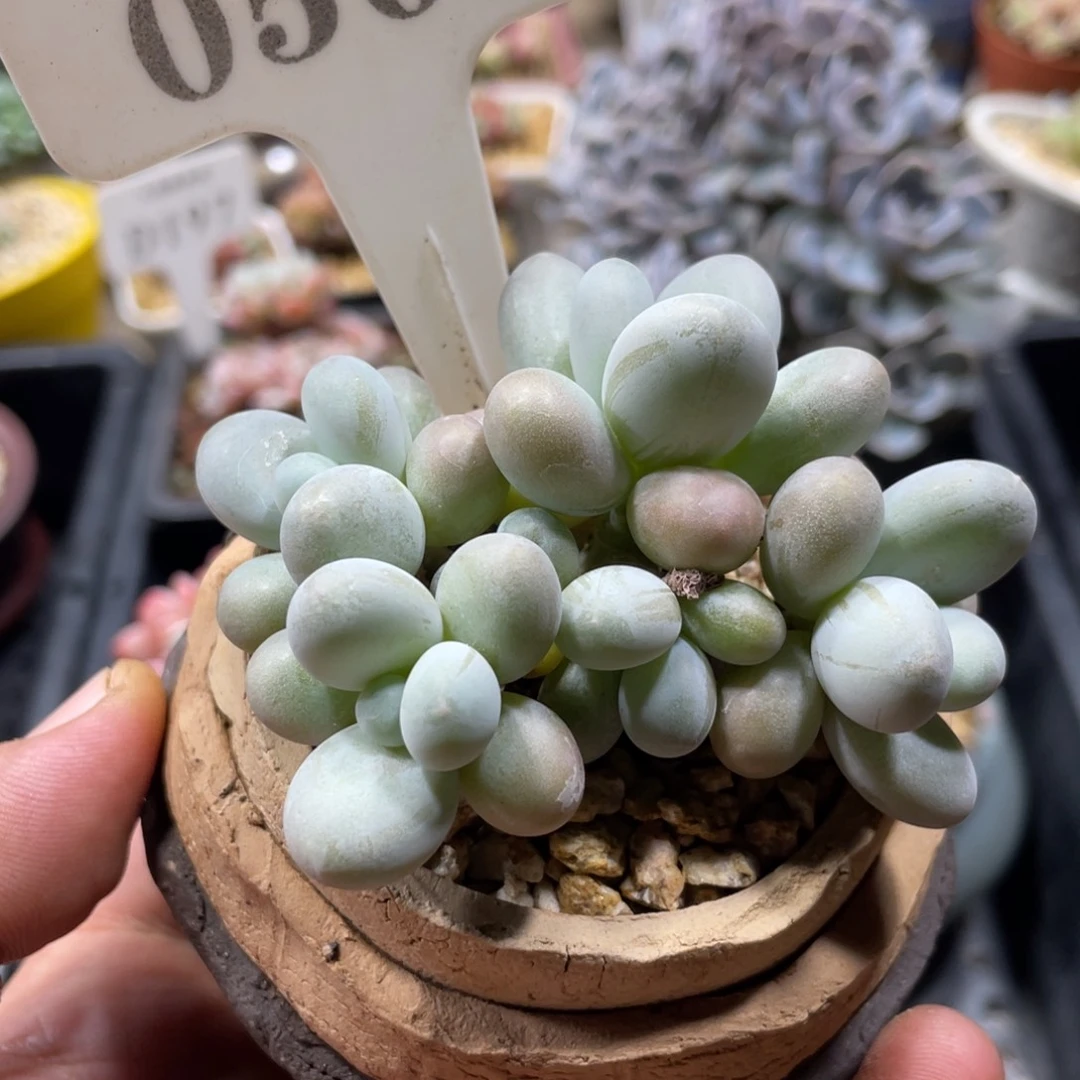 0506奶酪不带盆8厘米