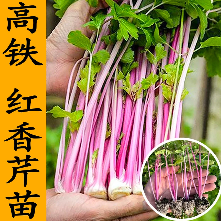 红芹苗芹菜苗蔬菜苗四季高产开春福利带土发货穴盘苗寿光苗场直发