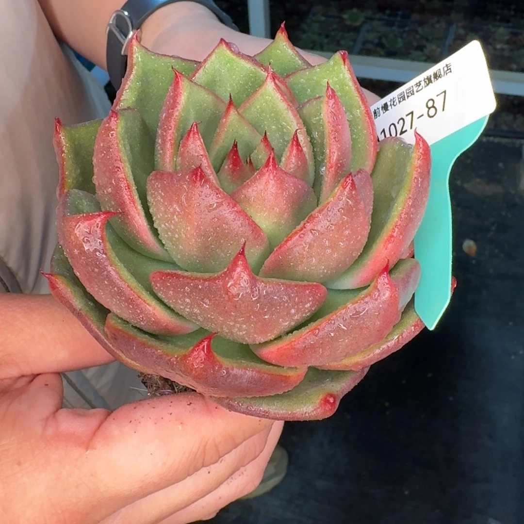 残***缺从前慢多肉精选编号1027.87