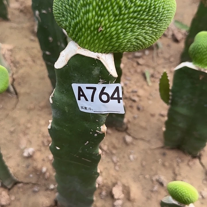 柠***草无花朵嫁接青蛇缀764