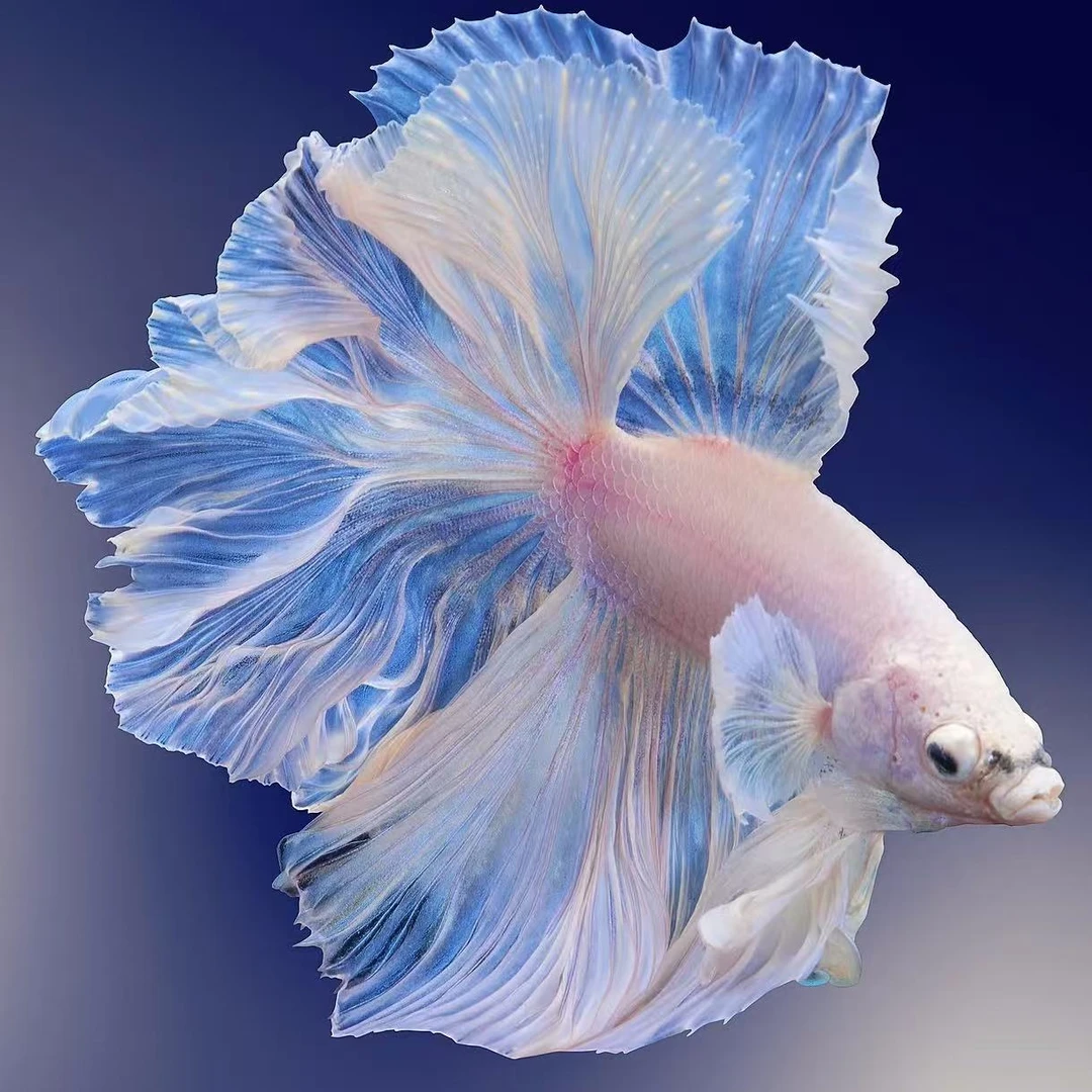 无需打氧无需过滤的泰国斗鱼小型热带观赏鱼