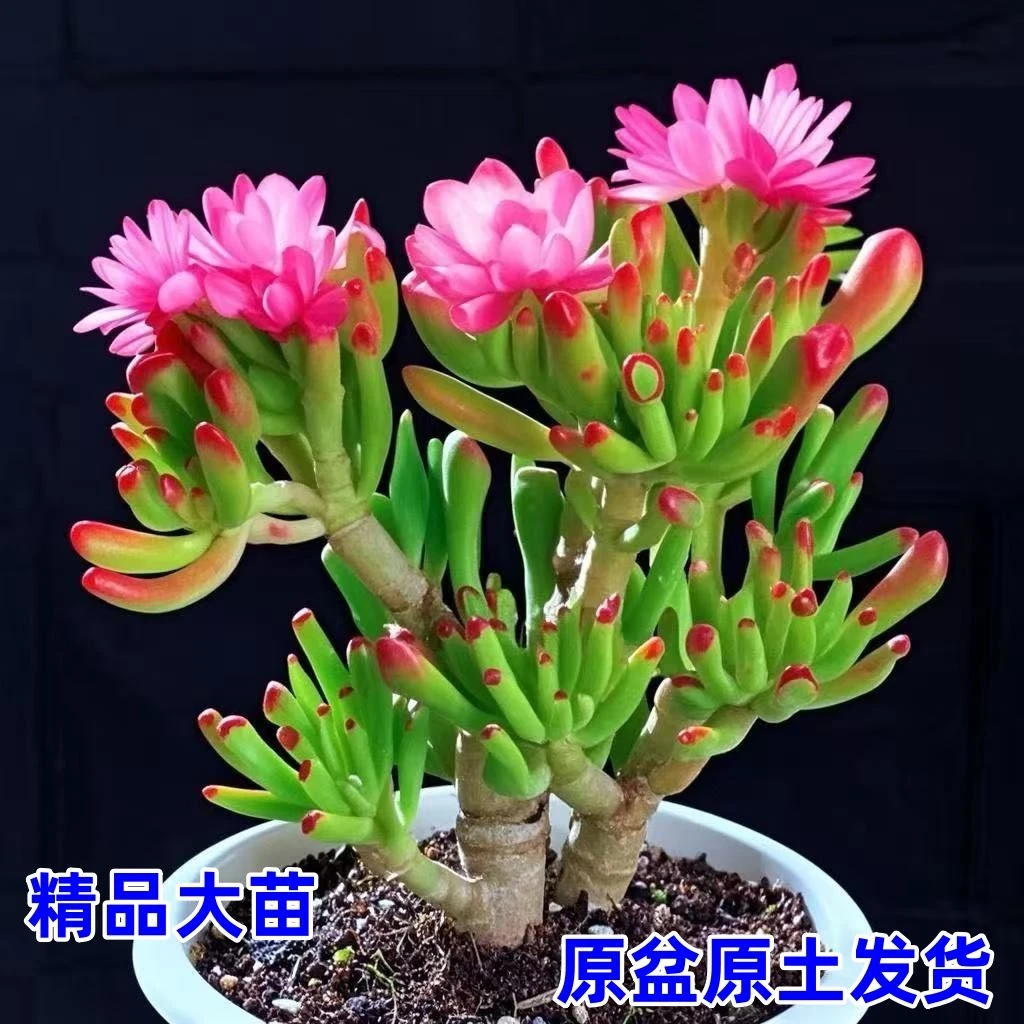 吸财树老桩多肉植物室内盆栽新手好养阳台组合绿植