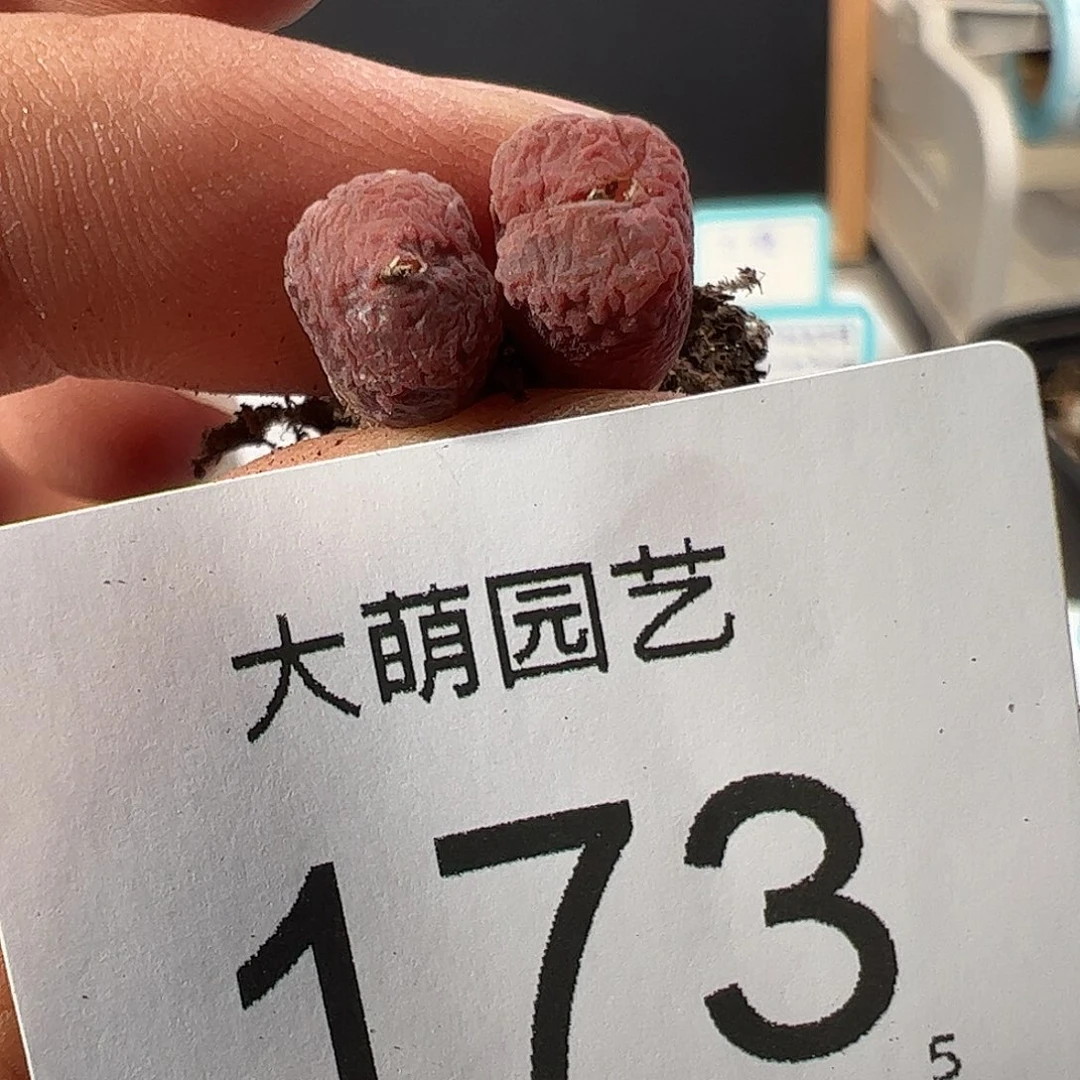 壹**媛0000173 一物一拍……