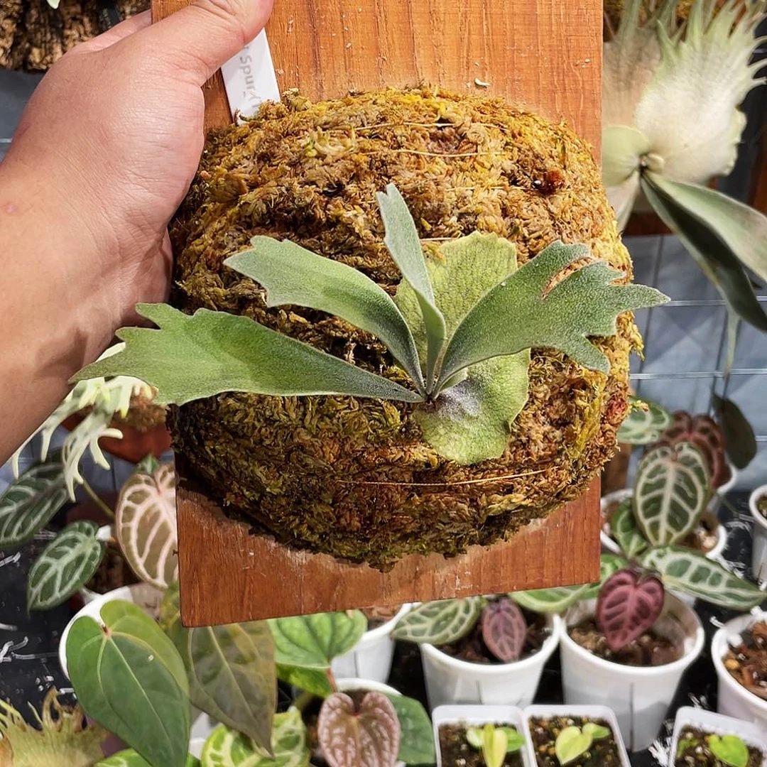 完全开放骨刺鹿角蕨tc