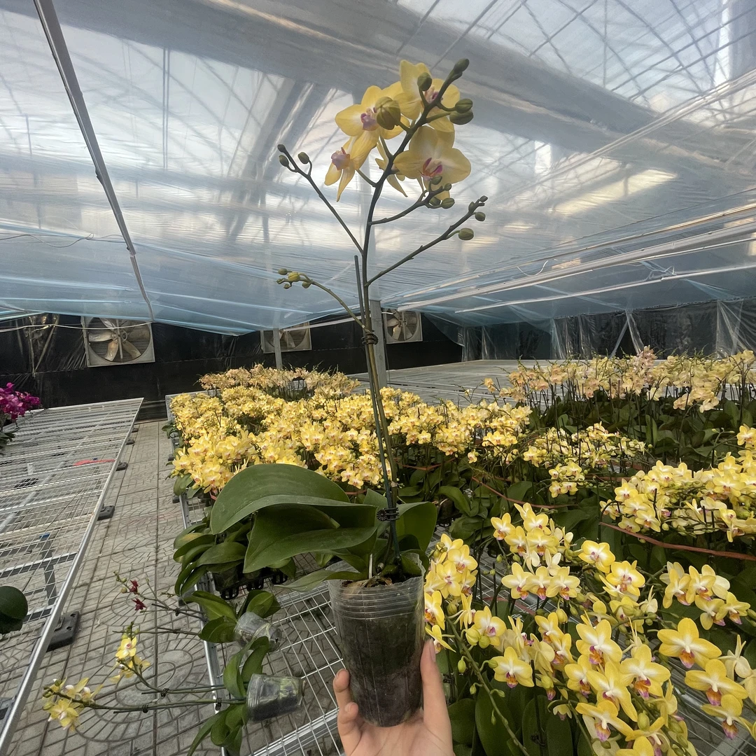 【花之漫】（金星）3.0寸杯单双剑蝴蝶兰花卉室内阳台桌面盆栽