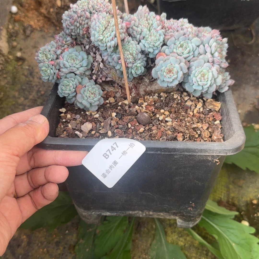 詹***光B747白胖子缀化