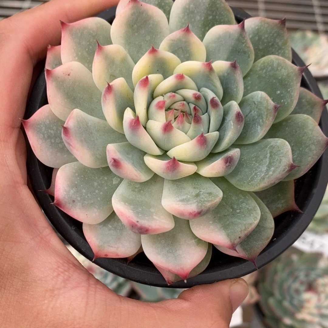 吉娃娃锦多肉植物6856