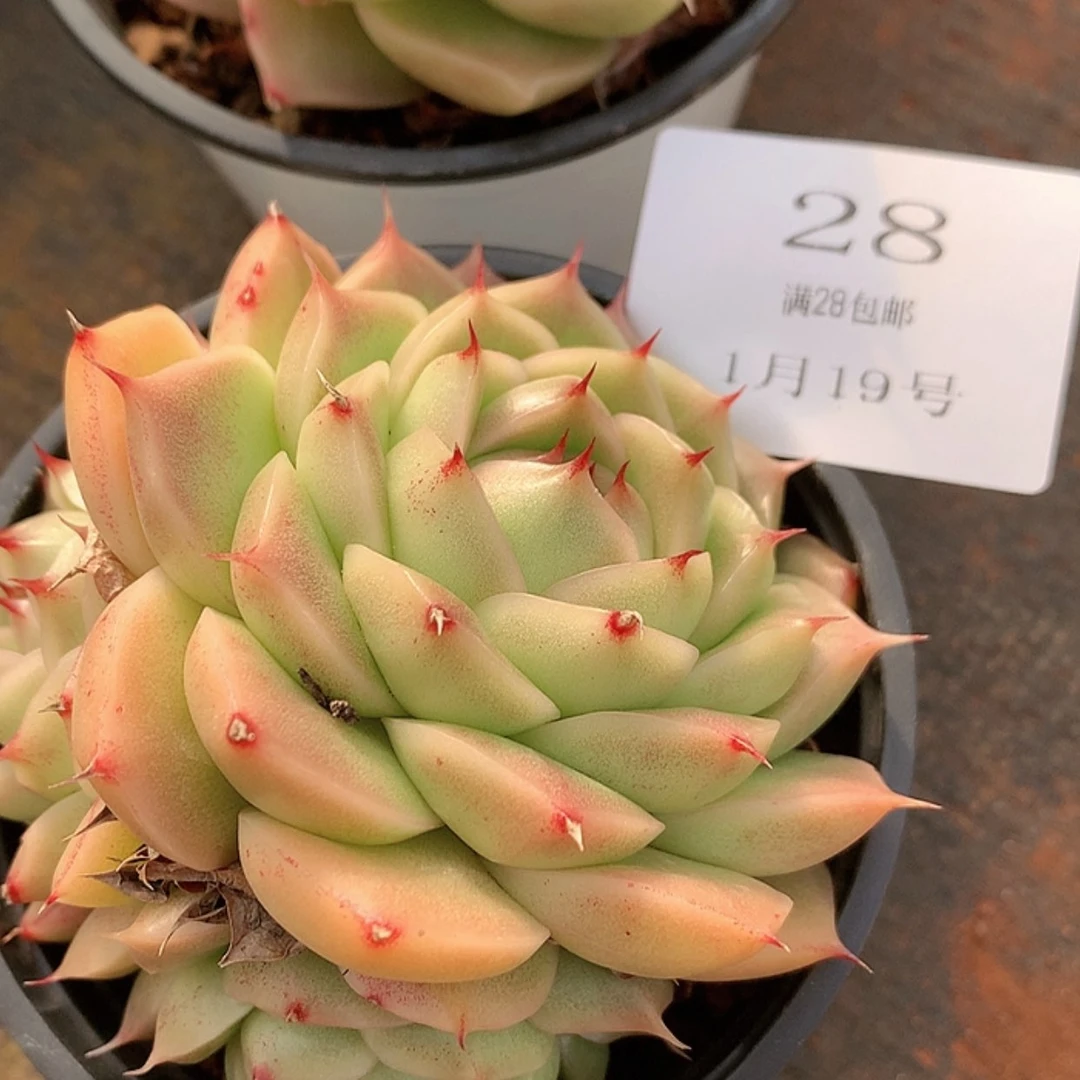 【闪购商品】云28号