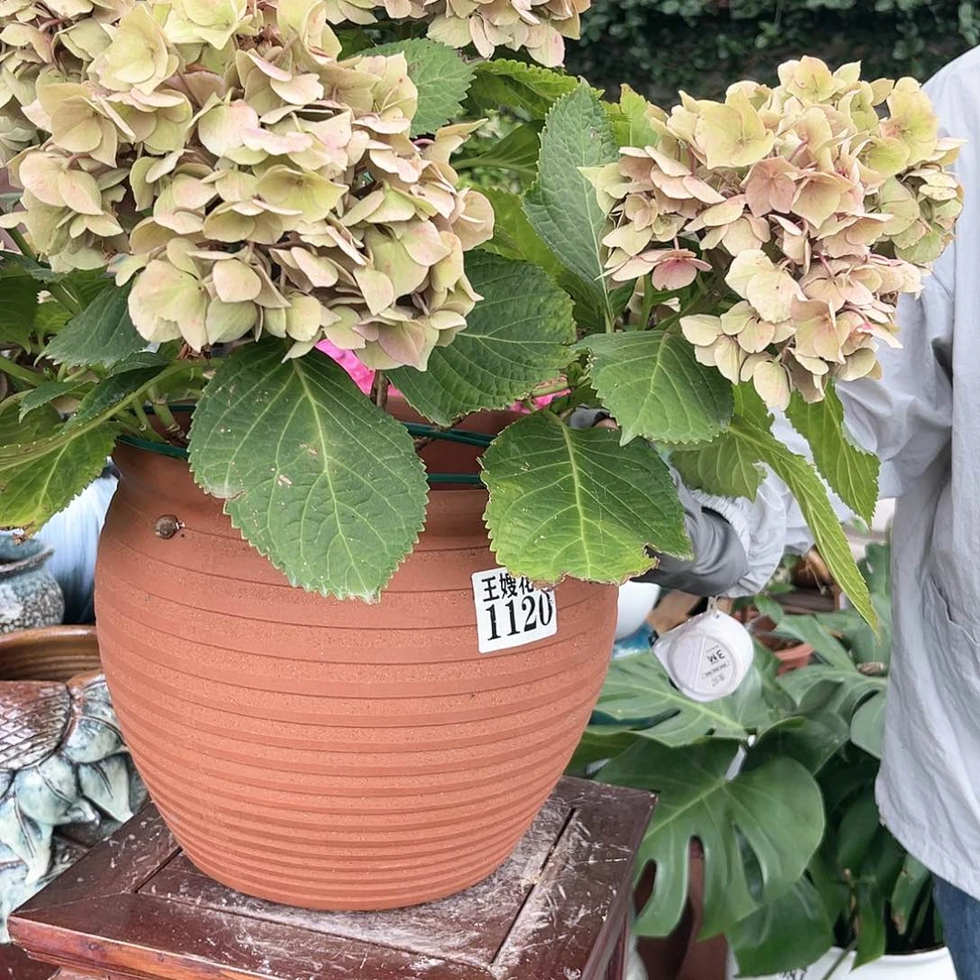 紫砂花盆王嫂花盆直播0528-1120高25口29