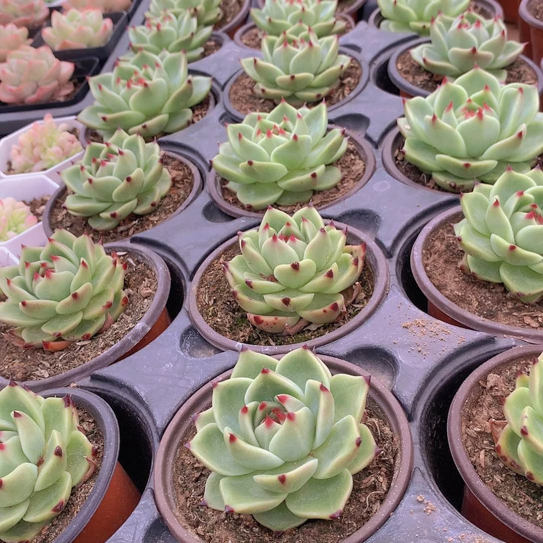 蓝龙345778900000000