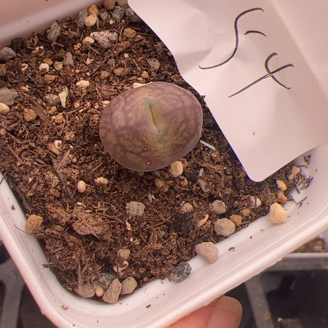 9.5福利多肉植物54