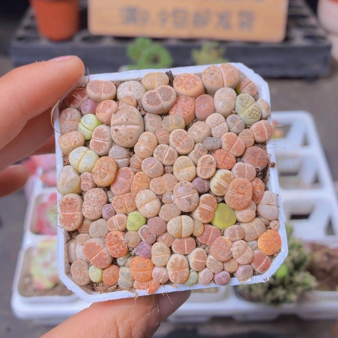 生石花切糕多肉9.9包邮发货