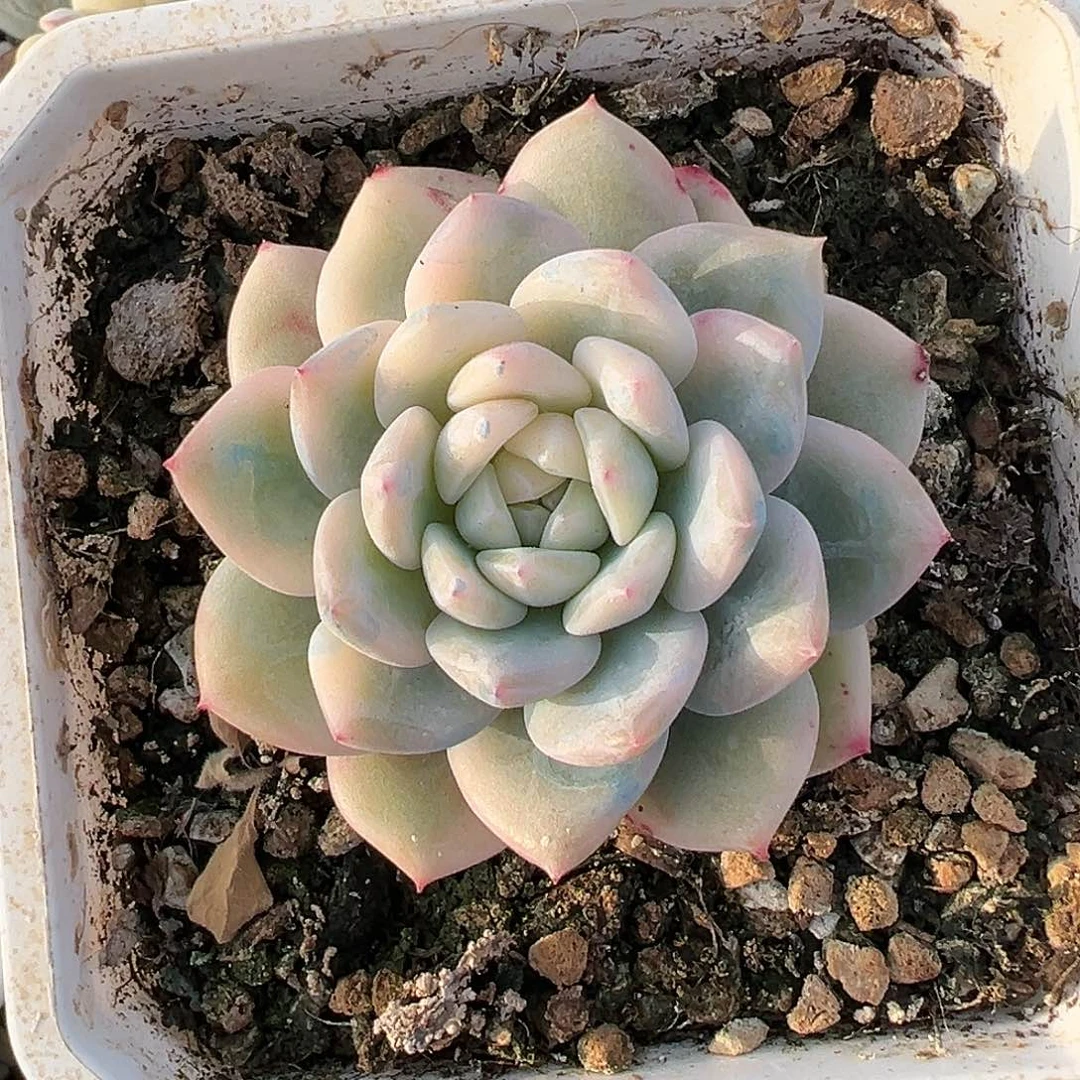 橙梦露锦，多肉植物