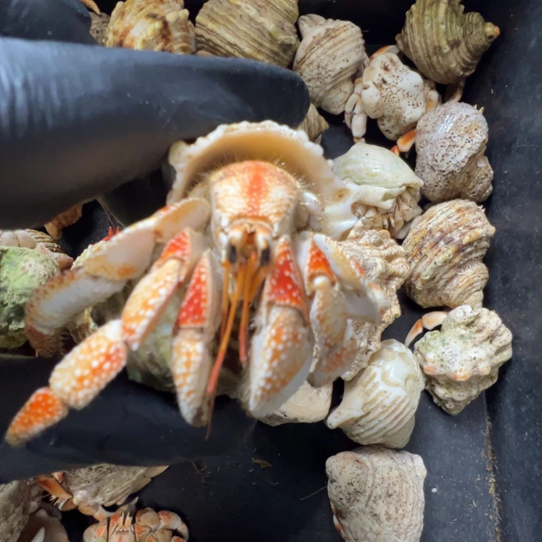 03号2.81毛球红日黄昏