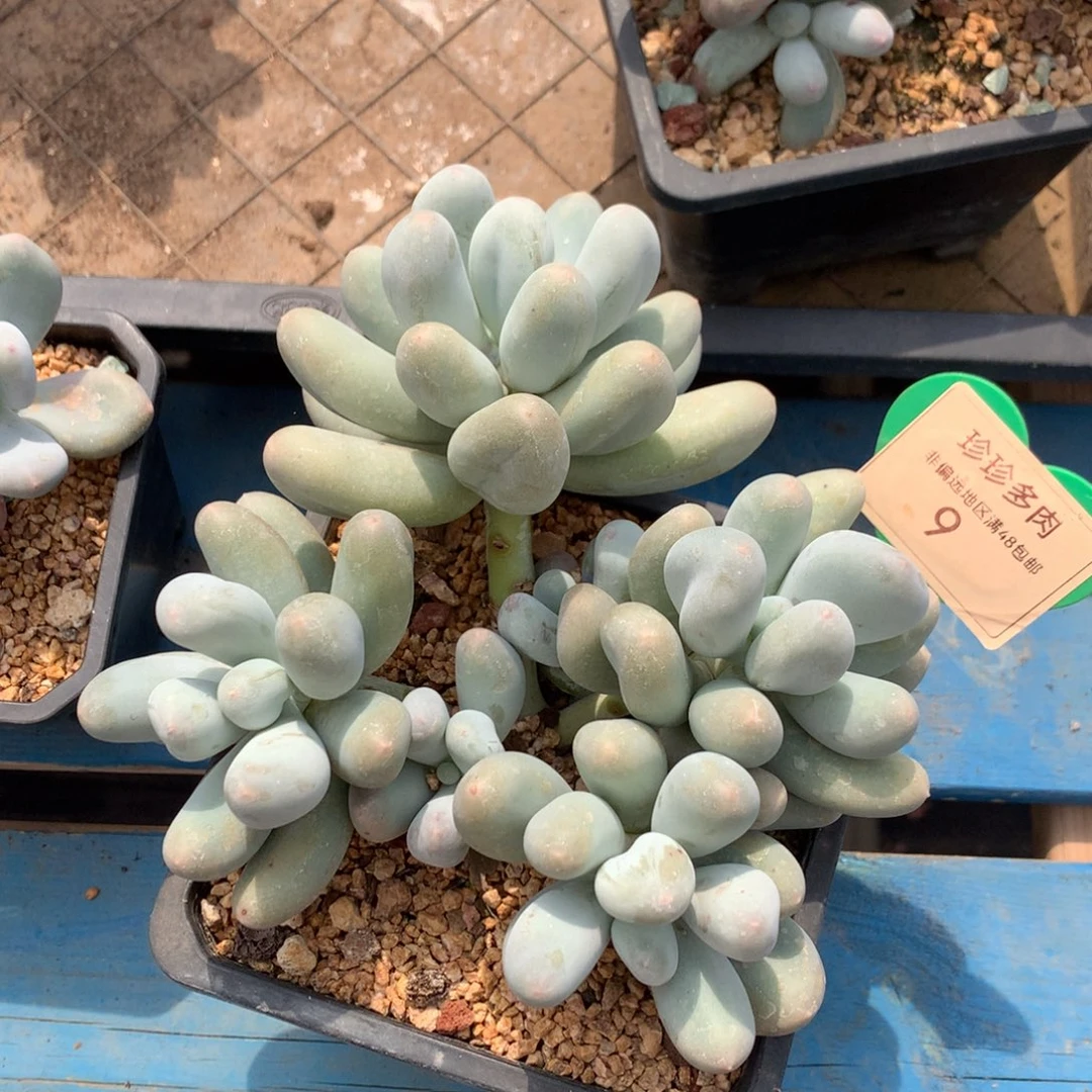 米可奶无砍平头9